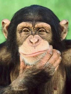 Умные шимпанзе - тестирование