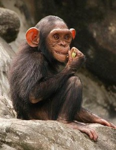 Умные шимпанзе - тестирование