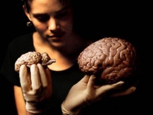 Мозг мужчины и женщины - отличия